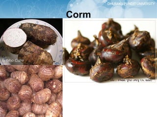 Corm 
