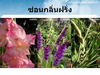 ซ่อนกลิ่นฝรั่ง 