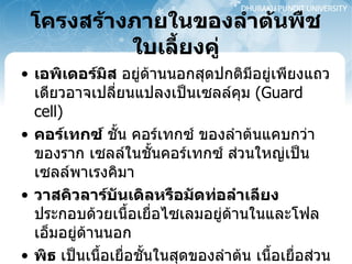 โครงสร้างภายในของลำต้นพืชใบเลี้ยงคู่ เอพิเดอร์มิส  อยู่ด้านนอกสุดปกติมีอยู่เพียงแถวเดียวอาจเปลี่ยนแปลงเป็นเซลล์คุม   (Guard cell)  คอร์เทกซ์  ชั้น คอร์เทกซ์ ของลำต้นแคบกว่าของราก เซลล์ในชั้นคอร์เทกซ์ ส่วนใหญ่เป็นเซลล์พาเรงคิมา วาสคิวลาร์บันเดิลหรือมัดท่อลำเลียง  ประกอบด้วยเนื้อเยื่อไซเลมอยู่ด้านในและโฟลเอ็มอยู่ด้านนอก  พิธ  เป็นเนื้อเยื่อชั้นในสุดของลำต้น เนื้อเยื่อส่วนนี้คือ พาเรงคิมาทำหน้าที่สะสมอาหารพวกแป้งหรือสารอื่น ๆ เช่น ลิกนิน ผลึกแทนนิน   (Tannin) 