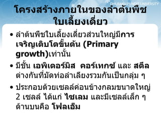 โครงสร้างภายในของลำต้นพืชใบเลี้ยงเดี่ยว ลำต้นพืชใบเลี้ยงเดี่ยวส่วนใหญ่มี การเจริญเติบโตขั้นต้น   (Primary growth) เท่านั้น มีชั้น  เอพิเดอร์มิส  คอร์เทกซ์  และ  สตีล  ต่างกันที่มัดท่อลำเลียงรวมกันเป็นกลุ่ม ๆ  ประกอบด้วยเซลล์ค่อนข้างกลมขนาดใหญ่   2  เซลล์ ได้แก่  ไซเลม  และมีเซลล์เล็ก ๆ ด้านบนคือ  โฟลเอ็ม 