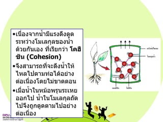 เนื่องจากน้ำมีแรงดึงดูด ระหว่างโมเลกุลของน้ำด้วยกันเอง ที่เรียกว่า  โคฮีชัน  (Cohesion)   จึงสามารถที่จะดึงน้ำให้ไหลไปตามท่อได้อย่างต่อเนื่องโดยไม่ขาดตอน  เมื่อน้ำในหม้อพรุนระเหยออกไป น้ำในโมเลกุลถัดไปจึงถูกดูดตามไปอย่างต่อเนื่อง 