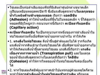 ไซเลมเป็นท่อลำเลียงของพืชที่มีเส้นผ่าศูนย์กลางขนาดเล็ก เปรียบเหมือนหลอดคะปิลารี ซึ่งมีแรงดึงดูดระหว่าง โมเลกุลของน้ำ กับ ผนังด้านข้างของหลอด  เรียกว่า  แอดฮีชัน   (Adhesion)   ทำให้น้ำเคลื่อนที่ขึ้นไปในหลอดเล็ก ๆ นี้ได้สูงกว่าหลอดที่มีรูใหญ่กว่า กระบวนการนี้เรียกว่า  คะปิลลารีแอคชัน   (Capillary action) คะปิลลารีแอคชัน  จึงเป็นกระบวนการหนึ่งของการลำเลียงน้ำในท่อไซเลมรวมทั้งเมื่อพืชคายน้ำออกทางปากใบ ทำให้เกิด 1.  แรงดึงในท่อไซเลม  ดึงน้ำขึ้นสู่ลำต้นและใบได้ รากจึงเกิดแรงดึงน้ำจากดินเข้ามาในท่อไซเลมได้ เมื่อพืชคายน้ำออกทางใบทำให้เกิดแรงดึงน้ำขึ้นตามท่อไซเลม แรงดึงนี้เรียกว่า  แรงดึงเนื่องจากการคายน้ำ   (Transpiration pull)   และโมเลกุลของน้ำมีแรงดึงดูดระหว่างโมเลกุลที่เรียกว่า  โคฮีชัน   (Cohesion)   ทำให้การไหลของน้ำในท่อไซเลมจึงต่อเนื่องกันได้  2.  หากไซเลมเกิดมีฟองอากาศเข้าไปแทรกอยู่ด้วยเหตุใดก็ตามจะทำให้ การลำเลียงน้ำในท่อไซเลมช้ากว่าเดิม  หรือหยุดชะงักได้ ดังนั้นการตัดดอกไม้เพื่อปักในแจกัน เพื่อไม่ให้ดอกไม้เหี่ยวเฉาเร็วมักนิยมตัดโคนกิ่งดอกไม้ออกอีกเล็กน้อย ก่อนจะไปปักแจกัน โดยการนำไป ตัดใต้ผิวน้ำ แล้วรีบจุ่มกิ่งไม้นั้นลงในแจกันที่มีน้ำ 