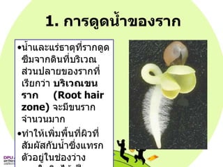 1.  การดูดน้ำของราก  น้ำและแร่ธาตุที่รากดูดซึมจากดินที่บริเวณส่วนปลายของรากที่เรียกว่า  บริเวณขนราก   (Root hair zone)   จะมีขนรากจำนวนมาก  ทำให้เพิ่มพื้นที่ผิวที่สัมผัสกับน้ำซึ่งแทรกตัวอยู่ในช่องว่างภายในดินได้เป็นจำนวนมาก ขนรากดูดน้ำโดยกระบวนการ  ออสโมซิส  (Osmosis)   