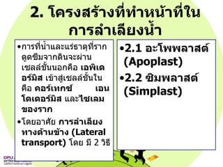 2.  โครงสร้างที่ทำหน้าที่ในการลำเลียงน้ำ การที่น้ำและแร่ธาตุที่รากดูดซึมจากดินจะผ่านเซลล์ชั้นนอกคือ  เอพิเดอร์มิส  เข้าสู่เซลล์ชั้นใน คือ  คอร์เทกซ์  เอนโดเดอร์มิส  และ ไซเลมของราก   โดยอาศัย  การลำเลียงทางด้านข้าง   (Lateral transport)   โดย มี   2  วิธี 2.1  อะโพพลาสต์   (Apoplast) 2.2  ซิมพลาสต์   (Simplast) 