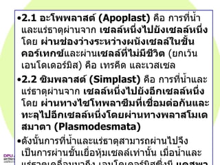 2.1  อะโพพลาสต์   (Apoplast)   คือ การที่น้ำและแร่ธาตุผ่านจาก  เซลล์หนึ่งไปยังเซลล์หนึ่ง  โดย  ผ่านช่องว่างระหว่างผนังเซลล์ในชั้นคอร์เทกซ์ และผ่าน เซลล์ที่ไม่มีชีวิต   ( ยกเว้นเอนโดเดอร์มิส )  คือ เทรคีด และเวสเซล 2.2  ซิมพลาสต์   (Simplast)   คือ การที่น้ำและแร่ธาตุผ่านจาก  เซลล์หนึ่งไปยังอีกเซลล์หนึ่ง  โดย  ผ่านทางไซโทพลาซึมที่เชื่อมต่อกันและทะลุไปอีกเซลล์หนึ่งโดยผ่านทางพลาสโมเดสมาตา   (Plasmodesmata)   ดังนั้นการที่น้ำและแร่ธาตุสามารถผ่านไปจึงเป็นการผ่านชั้นเยื่อหุ้มเซลล์เท่านั้น เมื่อน้ำและแร่ธาตุเคลื่อนมาถึง เอนโดเดอร์มิสซึ่งมี  แคสพาเรียนสตริป   (Casparian strip)  กั้นอยู่ที่ผนังเซลล์ น้ำและแร่ธาตุจะผ่านไปตามผนังเซลล์ไม่ได้ จึงต้องใช้ วิ ธีซิมพลาสต์  ผ่านเยื่อหุ้มเซลล์ของเอนโดเดอร์มิส เข้าสู่ไซโทพลาซึม แล้วจึงเข้าสู่  สตีล  จนถึง  ไซเลม  แร่ธาตุที่ผ่านเยื่อหุ้มเซลล์จึงถูก  คัดเลือก   (Select)   โดย  เยื่อหุ้มเซลล์   