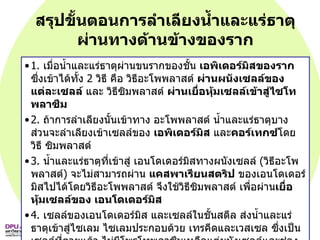 สรุปขั้นตอนการลำเลียงน้ำและแร่ธาตุผ่านทางด้านข้างของราก 1.  เมื่อน้ำและแร่ธาตุผ่านขนรากของชั้น  เอพิเดอร์มิสของราก  ซึ่งเข้าได้ทั้ง   2   วิธี คือ วิธีอะโพพลาสต์  ผ่านผนังเซลล์ของแต่ละเซลล์  และ วิธีซิมพลาสต์  ผ่านเยื่อหุ้มเซลล์เข้าสู่ไซโทพลาซึม 2.  ถ้าการลำเลียงนั้นเข้าทาง อะโพพลาสต์ น้ำและแร่ธาตุบางส่วนจะลำเลียงเข้าเซลล์ของ  เอพิเดอร์มิส  และ คอร์เทกซ์ โดยวิธี ซิมพลาสต์ 3.  น้ำและแร่ธาตุที่เข้าสู่ เอนโดเดอร์มิสทางผนังเซลล์   ( วิธีอะโพพลาสต์ )  จะไม่สามารถผ่าน  แคสพาเรียนสตริป  ของเอนโดเดอร์มิสไปได้โดยวิธีอะโพพลาสต์ จึงใช้วิธีซิมพลาสต์ เพื่อผ่าน เยื่อหุ้มเซลล์ของ เอนโดเดอร์มิส 4.  เซลล์ของเอนโดเดอร์มิส และเซลล์ในชั้นสตีล ส่งน้ำและแร่ธาตุเข้าสู่ไซเลม ไซเลมประกอบด้วย เทรคีดและเวสเซล ซึ่งเป็นเซลล์ที่ตายแล้ว ไม่มีโพรโทพลาซึมเหลือแต่ผนังเซลล์และช่องว่าง  ลูเมน   (Lumen)   เมื่อน้ำและแร่ธาตุเข้าสู่ ไซเลมจึงเปลี่ยนจาก วิธีซิมพลาสต์ เป็นอะโพพลาสต์  หลังจากนั้นจะลำเลียงขึ้นสู่ลำต้นเข้าสู่ท่อลำเลียงคือ ไซเลม แล้วพืชจะลำเลียงน้ำต่อไปยังส่วนต่าง ๆ ทั้งยอด ลำต้น กิ่ง และใบ เพื่อส่งน้ำไปให้ทุก ๆ เซลล์ของต้นพืช 
