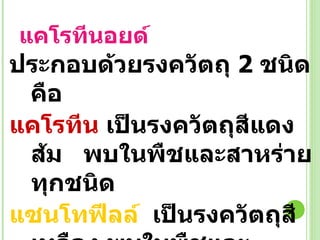 แคโรทีนอยด์ ประกอบด้วยรงควัตถุ   2   ชนิด คือ แคโรทีน  เป็นรงควัตถุสีแดงส้ม  พบในพืชและสาหร่ายทุกชนิด แซนโทฟีลล์   เป็นรงควัตถุสีเหลือง พบในพืชและสาหร่ายเกือบทุกชนิด 