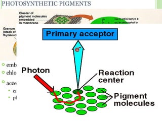 PHOTOSYNTHETIC PIGMENTS embedded in thylakoid membranes chlorophyll a and b accessory pigments  ( รงควัตถุประกอบ ) carotenoids phycobilins 