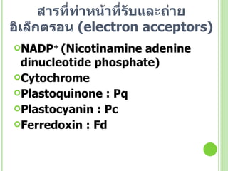สารที่ทำหน้าที่รับและถ่ายอิเล็กตรอน  ( electron acceptors ) NADP +  ( Nicotinamine adenine dinucleotide phosphate ) Cytochrome Plastoquinone : Pq Plastocyanin : Pc Ferredoxin : Fd 