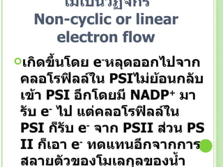 การถ่ายทอด อิเล็กตรอนแบบไม่เป็นวัฏจักร Non-cyclic or linear electron flow เกิดขึ้นโดย  e - หลุดออกไปจากคลอโรฟิลล์ใน   PS I ไม่ย้อนกลับเข้า   PS I  อีกโดยมี  NADP +   มารับ  e -   ไป แต่คลอโรฟิลล์ใน  PS I  ก็รับ  e -   จาก  PS II  ส่วน  PS II  ก็เอา  e -   ทดแทนอีกจากการสลายตัวของโมเลกุลของน้ำเป็นลำดับสุดท้าย 