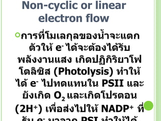 Non-cyclic or linear electron flow การที่โมเลกุลของน้ำจะแตกตัวให้  e -   ได้จะต้องได้รับพลังงานแสง เกิดปฏิกิริยาโฟโตลิซิส  (Photolysis)  ทำให้ได้  e -   ไปทดแทนใน  PS II  และยังเกิด  O 2  และเกิดโปรตอน  ( 2H + )  เพื่อส่งไปให้  NADP +  ที่รับ  e -   มาจาก  PS I  ทำให้ได้สารพลังงานสูงในรูป  NADPH + H +   