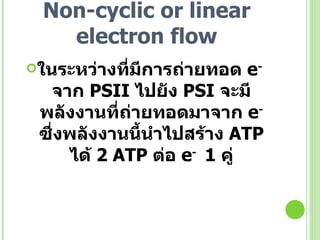 Non-cyclic or linear electron flow ในระหว่างที่มีการถ่ายทอด  e -   จาก  PS II  ไปยัง  PS I  จะมีพลังงานที่ถ่ายทอดมาจาก  e -   ซึ่งพลังงานนี้นำไปสร้าง  ATP  ได้  2 ATP  ต่อ  e -   1  คู่ 