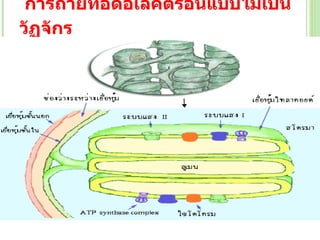 การถ่ายทอดอิเลคตรอนแบบไม่เป็นวัฏจักร   