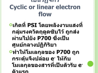การถ่ายทอด อิเล็กตรอนแบบเป็นวัฏจักร Cyclic or linear electron flow เกิดที่  PSI  โดยพลังงานแสงที่กลุ่มรงควัตถุดูดซับไว้ ถูกส่งผ่านไปยัง  P700  ซึ่งเป็นศูนย์กลางปฏิกิริยา  ทำให้โมเลกุลของ  P700  ถูกกระตุ้นจึงปล่อย  e -   ให้กับโมเลกุลของสารที่เป็นตัวรับ  e -   ตัวแรก  จากนั้น  e -   จะถูกถ่ายทอดต่อไปยังตัวรับ  e -   ลำดับถัดไป  