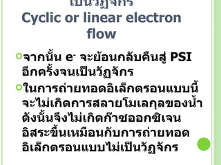 การถ่ายทอด อิเล็กตรอนแบบเป็นวัฏจักร Cyclic or linear electron flow จากนั้น  e -   จะย้อนกลับคืนสู่  PSI   อีกครั้งจนเป็นวัฏจักร  ในการถ่ายทอดอิเล็กตรอนแบบนี้จะไม่เกิดการสลายโมเลกุลของน้ำ ดังนั้นจึงไม่เกิดก๊าซออกซิเจนอิสระขึ้นเหมือนกับการถ่ายทอดอิเล็กตรอนแบบไม่เป็นวัฏจักร   