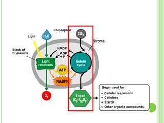 Chloroplast Light Stack of thylakoids ADP + P NADP  Stroma Light reactions Calvin cycle Sugar used for    Cellular respiration    Cellulose    Starch    Other organic compounds 