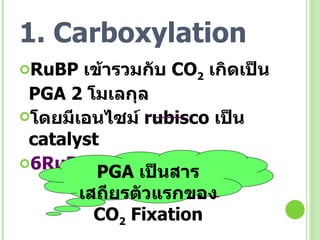 1. Carboxylation RuBP   เข้ารวมกับ  CO 2   เกิดเป็น  PGA 2  โมเลกุล โดยมีเอนไซม์  rubisco   เป็น  catalyst 6RuBP + 6CO 2  + 6H 2 O   12 PGA  ........(1) PGA  เป็นสารเสถียรตัวแรกของ  CO 2  Fixation 