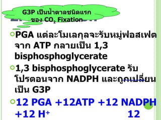 2. Reduction PGA  แต่ละโมเลกุลจะรับหมู่ฟอสเฟตจาก  ATP  กลายเป็น  1,3  bisphosph oglycerate 1,3  bisphosph oglycerate  รับโปรตอนจาก  NADPH  และถูกเปลี่ยนเป็น  G3P 12  PGA +12ATP +12 NADPH +12 H +     12 G3P +12ADP +12NADP +  +12Pi + 12 H 2 O … (2) G3P  เป็นน้ำตาลชนิดแรกของ  CO 2  Fixation 