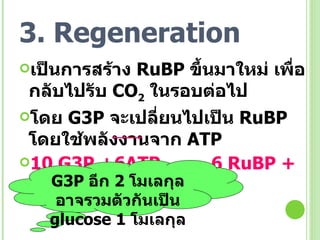 3. Regeneration เป็นการสร้าง  RuBP   ขึ้นมาใหม่ เพื่อกลับไปรับ  CO 2   ในรอบต่อไป โดย  G3P  จะเปลี่ยนไปเป็น  RuBP   โดยใช้พลังงานจาก  ATP 10 G3P +6ATP  6 RuBP + 6 ADP +4Pi  …. (3)   G3P  อีก  2  โมเลกุล อาจรวมตัวกันเป็น  glucose 1  โมเลกุล 
