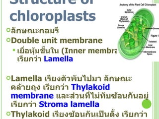 Structure of chloroplasts ลักษณะกลมรี Double unit membrane เยื่อหุ้มชั้นใน  ( Inner membrane )  เรียกว่า  Lamella Lamella  เรียงตัวพับไปมา ลักษณะคล้ายถุง เรียกว่า   Thylakoid membrane  และส่วนที่ไม่ทับซ้อนกันอยู่เรียกว่า  Stroma lamella Thylakoid  เรียงซ้อนกันเป็นตั้ง เรียกว่า  Granum   ( Grana ) ภายใน  Thylakoid   มีช่องว่าง เรียกว่า  Lumen 