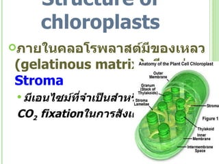 Structure of chloroplasts ภายในคลอโรพลาสต์มีของเหลว  ( gelatinous matrix )   เรียกว่า  Stroma มีเอนไซม์ที่จำเป็นสำหรับ CO 2  fixation ในการสังเคราะห์ด้วยแสง 