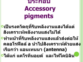 รงควัตถุประกอบ   Accessory pigments   เป็นรงควัตถุที่รับพลังงานแสงได้แต่สังเคราะห์พลังงานแสงไม่ได้ ทำหน้าที่รับพลังงานแสงแล้วส่งต่อให้คลอโรฟีลล์  a   นำไปสังเคราะห์ด้วยแสง  เรียกว่า แอนเทนนา  ( antenna ) ได้แก่ แคโรทีนอยด์  และไฟโคบิลิน 