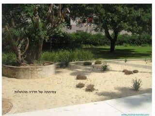 www.michal-kandel.com צמיחתה של חדרה מהחולות 