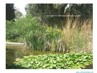 www.michal-kandel.com מאבקה בביצות ובקדחת היו לשם דבר 