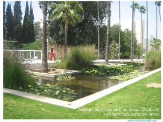 www.michal-kandel.com הרומנטיקה בברכת המים עם צמחי הקנה והנימפאה מדמה את הביצות בעברה של העיר 