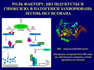 РОЛЬ ФАКТОРУ, ЩО ІНДУКУЄТЬСЯ ГІПОКСІЄЮ, В ПАТОГЕНЕЗІ ЗАХВОРЮВАНЬ ЛЕГЕНЬ   НЕЗ ` ЯСОВАНА HIF – hypoxia-inducible factor Контролює експресію біля 100 генів, що забезпечують відповідь клітин організму на гіпоксію 