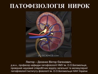 ПАТОФІЗІОЛОГІЯ  НИРОК Лектор – Досенко Віктор Євгенович,   д.м.н., професор кафедри патофізіології НМУ ім. О.О.Богомольця,  провідний науковий співробітник відділу загальної та молекулярної патофізіології Інституту фізіології ім. О.О.Богомольця НАН України 