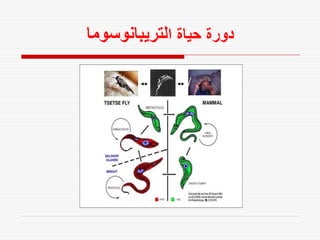 ‫دورة حياة التريبانوسوما‬
 