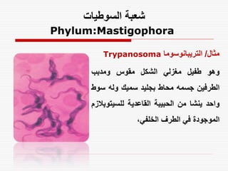 ‫شعبة السوطيات‬
‫‪Phylum:Mastigophora‬‬

         ‫مثال/ التريبانوسوما ‪Trypanosoma‬‬

      ‫وهو طفيل مغزلي الشكل مقوس ومدبب‬
      ‫الطرفين جسمه محاط بجليد سميك وله سوط‬
      ‫واحد ينشا من الحبيبة القاعدية للسيتوبالزم‬
                    ‫الموجودة في الطرف الخلفي,‬
 