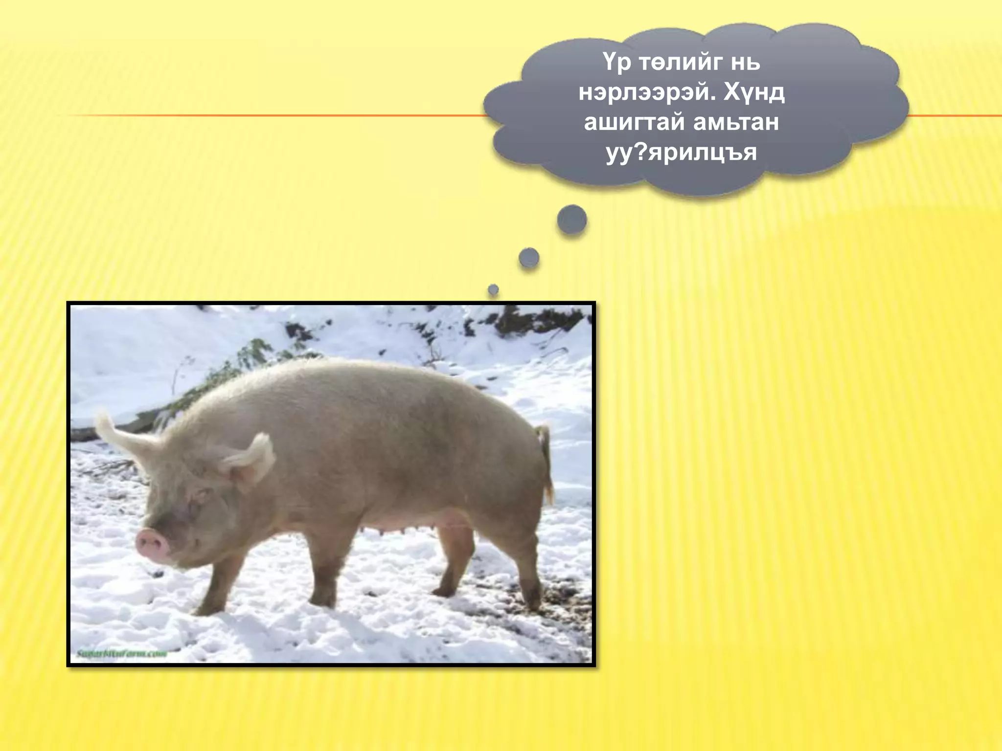 Үр төлийг нь
нэрлээрэй. Хүнд
ашигтай амьтан
  уу?ярилцъя
 