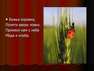 Божья коровка, Полети вверх ловко. Принеси нам с неба Мёда и хлеба. 