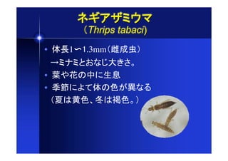 ïÇ$%&'(
      9Thrips tabaci)
• ./121.3mm9Œð8;
…!&î&gå•Bnú"M
• }~•#˜)k>
• ?@)÷,.#S0A•L
…9BQÃS’CQDSM;
 