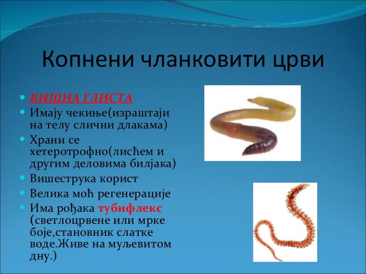 чланковити црви