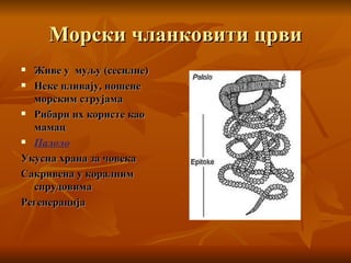 Морски чланковити црви Живе у  муљу (сесилне) Неке пливају, ношене морским струјама Рибари их користе као мамац Палоло Укусна храна за човека Сакривена у коралним спрудовима Регенерација 