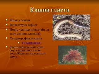 Кишна глиста Живи у земљи Вишеструка корист Имају чекиње(израштаји на телу слични длакама) Хетеротрофна исхрана ТУБИФЛЕКС ( светлоцрвене или мрке боје,становник слатке воде.Живе на муљевитом дну.) 