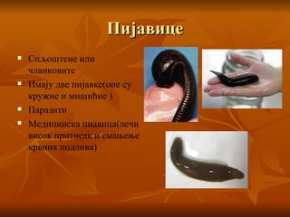 Пијавице Спљоштене или чланковите Имају две пијавке(оне су кружне и мишићне ) Паразити Медицинска пиавица(лечи висок притисак и смањење крвних подлива) 