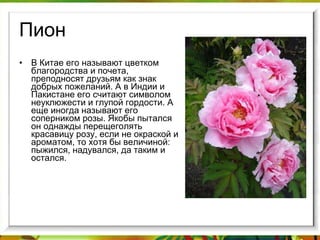 Пион В Китае его называют цветком благородства и почета, преподносят друзьям как знак добрых пожеланий. А в Индии и Пакистане его считают символом неуклюжести и глупой гордости. А еще иногда называют его соперником розы. Якобы пытался он однажды перещеголять красавицу розу, если не окраской и ароматом, то хотя бы величиной: пыжился, надувался, да таким и остался. 
