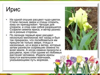 Ирис На одной опушке расцвел чудо-цветок. Стали лесные звери и птицы спорить, кому он принадлежит. Четыре дня спорили, и спор сам собой разрешился. Созрели семена ириса, и ветер разнес их в разные стороны. По легенде первый ирис расцвел несколько миллионов лет назад и был так прекрасен, что полюбоваться им пришли не только звери, птицы и насекомые, но и вода и ветер, которые затем разнесли созревшие семена по всей земле. А когда семена проросли и расцвели, ирис стал одним из любимых растений человека. Издали ирисы кажутся маленькими маячками, указывающими путь морякам. 