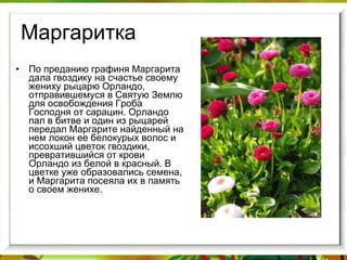 Маргаритка По преданию графиня Маргарита дала гвоздику на счастье своему жениху рыцарю Орландо, отправившемуся в Святую Землю для освобождения Гроба Господня от сарацин. Орландо пал в битве и один из рыцарей передал Маргарите найденный на нем локон ее белокурых волос и иссохший цветок гвоздики, превратившийся от крови Орландо из белой в красный. В цветке уже образовались семена, и Маргарита посеяла их в память о своем женихе. 