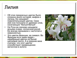 Лилия Об этих прекрасных цветах было сложено много историй, мифов и легенд. Ее называют повелительницей цветов. Свое имя она получила от древних слов, означающих "белый-белый".  На Руси ее ласково называли ясными очами, солнечной росой. Ее всегда связывали с чистотой и невинностью.  Это цветок Франции, ее символ. Во Франции есть даже орден - серебряный цветок на белой шелковой ленте. А в средние века считали, что этот цветок способствует превращению металлов в золото. 