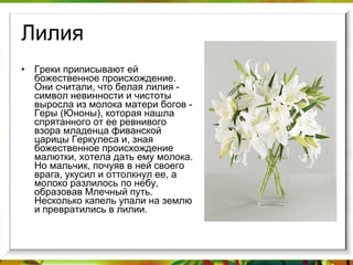 Лилия Греки приписывают ей божественное происхождение. Они считали, что белая лилия - символ невинности и чистоты выросла из молока матери богов - Геры (Юноны), которая нашла спрятанного от ее ревнивого взора младенца фиванской царицы Геркулеса и, зная божественное происхождение малютки, хотела дать ему молока. Но мальчик, почуяв в ней своего врага, укусил и оттолкнул ее, а молоко разлилось по небу, образовав Млечный путь. Несколько капель упали на землю и превратились в лилии.  