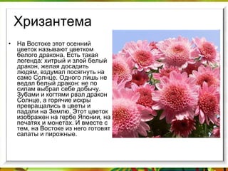 Хризантема На Востоке этот осенний цветок называют цветком белого дракона. Есть такая легенда: хитрый и злой белый дракон, желая досадить людям, вздумал посягнуть на само Солнце. Одного лишь не ведал белый дракон: не по силам выбрал себе добычу. Зубами и когтями рвал дракон Солнце, а горячие искры превращались в цветы и падали на Землю. Этот цветок изображен на гербе Японии, на печатях и монетах. И вместе с тем, на Востоке из него готовят салаты и пирожные. 