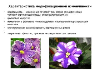 Характеристика модификационной изменчивости обратимость — изменения исчезают при смене специфических условий окружающей среды, спровоцировавших их  групповой характер  изменения в фенотипе не наследуются, наследуется норма реакции генотипа  статистическая закономерность вариационных рядов  затрагивает фенотип, при этом не затрагивая сам генотип.   