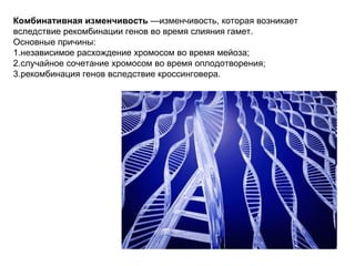 Комбинативная изменчивость  —изменчивость, которая возникает вследствие рекомбинации генов во время слияния гамет.  Основные причины: 1.независимое расхождение хромосом во время мейоза;  2.случайное сочетание хромосом во время оплодотворения;  3.рекомбинация генов вследствие кроссинговера.  