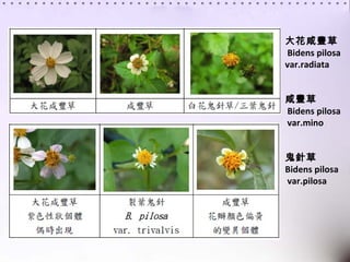 S Bidens pilosa  var.radiata S Bidens pilosa var.mino ᘲ  Bidens pilosa var.pilosa 
