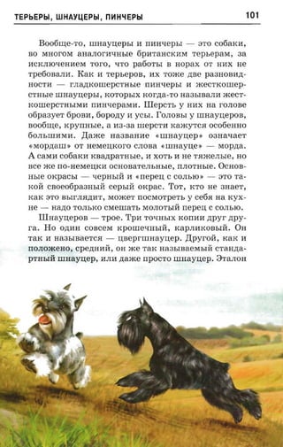 TEPbEPbl, WHAY~EPbl, nHH"IEPbl                                               101


       Bo06~e-TO,       umayuepsr     Ii   narrsepr.r -   3'1'0 C06aKIi,
   BO MHOrOM        aaanor-axasre      6pIiTaHCKIiM TepbepaM, aa
   IiCKJIlOqeHIIeM TOrO, qTO pa60TbI B HOpaX 0'1' HIiX He
   Tpe60BaJIIi. KaK II repsepon, IiX TO:>Ke ,n;Be pa3HOBIi,n;­
   HOCTIi -       r JIa,LI;KOllIepCTHble   mrnaepsr   Ii :>KeCTKOllIep­
   CTHbIe   umayuepsr,      KOTOpbIX rcorzta-ro Ha3bIBaJIIi :>KeCT­
   KOllIepCTHbIMIi mra-reparaa. IIIepCTb y HIiX             na rOJIOBe
   ofipaayer 6POBIi, 60po,n;y Ii YCbI. fOJIOBbI Y         nmaynepoa,
   Bo06~e, KpyIIHbIe, a Ii3-3a mepcrrr Ka:>KyTcH oc06eHHO
   60JIbllIIIMIi.    ,ll;a:>Ke Ha3BaHIie     «uraaynep . oanauaer
   «Mop,n;allI»    0'1' HeMe:U;Koro CJIOBa     «umayne : -      Mop,n;a.
   A   caMIi c06aKIi    rcnaztpa'rnsre,    II XOTb Ii He TH:>KeJIble, HO
   ace xce rrO-HeMe:U;KIi OCHOBaTeJIbHbIe, IIJIOTHbIe. OCHOB­
   nsre   OKpaCbI -      qepHbIll Ii «rrepe:u; C COJIblO » -    3'1'0 'ra­
   KOll   caoeoopaansrii      cepbIll orcpac. TOT, KTO He 3HaeT,
   KaK 3'1'0 BbIrJIH,n;IiT, MO:>KeT rrOCMOTpeTb y ceriana KYX­
   He -    nazro TOJIbKO cxreruarr, MOJIOTbIll nepen C COJIblO.
       Illrraynepon - rpoe. 'I'pn TOqHbIX KOIIIiIi zrpyr zrpy­
   ra. Ho O,n;IiH COBceM rcponrevm-ui, KapJIIiKOBbIll. OH
   TaK Ii Ha3bIBaeTCH -          naeprnraaynep.       ,ll;pyroll, KaK Ii
   IIOJIO:>KeHO, cpezmaft, OH :>Ke TaK Ha3bIBaeMbIll craana­
   PTHbIll nmayuep, IiJIIi zraace IIpOCTO          umaynep.    8TaJIOH
 